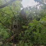 आंधी-पानी ने बिगाड़ा जनजीवन, बिजली गुल होने से गांवों में बढ़ी परेशानी